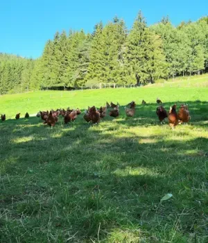 Vente d’œuf en gros à Corrençon-en-Vercors