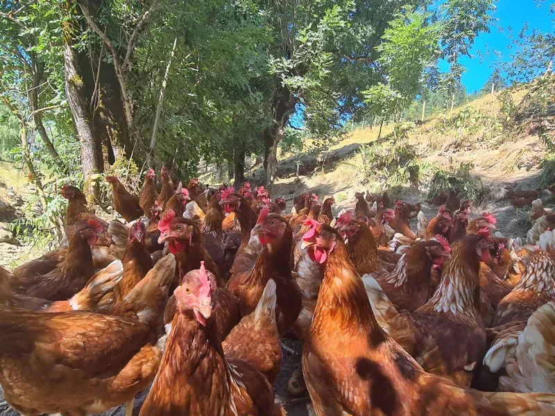 Ferme avicole poules