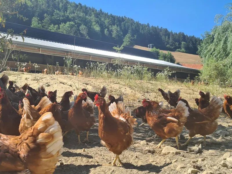 Ferme avicole plein air